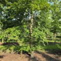 Fagus sylvatica - juni 2026