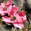 Cornus florida 'Cherokee Chief' - 2