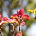 Cornus florida 'Cherokee Chief' - 1