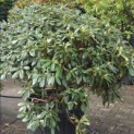 Rhododendron Yakushimanum 'Sonatine' - Foto 1