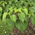 Idesia Polycarpa - 5