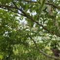 Styrax japonicus - 7