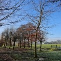 Fagus sylvatica 'Atropunicea' - 2