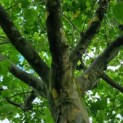 Platanus hispanica - Foto 2