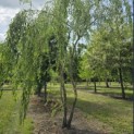 Salix x sepulcralis 'Chrysocoma' - 3