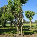 Platanus x Hispanica - 2