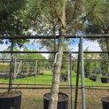 Pinus Pinaster - Foto 1