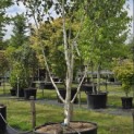Betula utilis 'Doorenbos' - 4