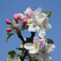 #3176 Malus domestica 'Schone van Boskoop' Apfel 'Schone van Boskoop'