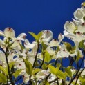 Cornus Florida 'Rainbow' - 4