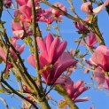 Magnolia 'Galaxy' - 1