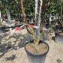 Prunus domestica Reine Claude 'Verte' - 3