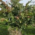 Parrotia persica - 8