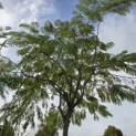 Albizia Julibrissin - Foto 3