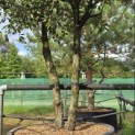 Quercus ilex - Foto 3