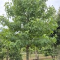Liquidambar styraciflua 'Worplesdon' - 4