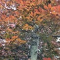 Fagus sylvatica 'Atropunicea' - Afbeelding 5