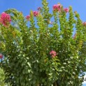 Lagerstroemia indica - Foto 2