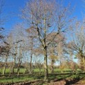Tilia cordata 'Oldenbelt' - november 2025