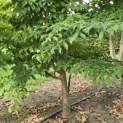 Stewartia Rostrata - 6