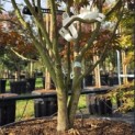 Acer palmatum 'Bloodgood' - 5