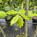 Quercus ilex - 3