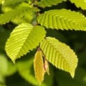 Carpinus betulus