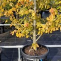 Parrotia persica 'Vanessa' - Foto 2