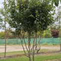 Parrotia persica 'Vanessa' - Foto 2