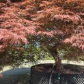 Acer palmatum 'Dragon's fire' - 2