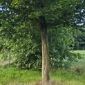 Carpinus Betulus - 1