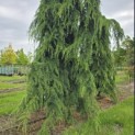 Cedrus deodara 'Pendula' - 4