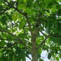 Juglans Regia - Afbeelding 4