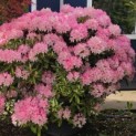 Rhododendron Yakushimanum ‘Pink Cherub’ - Foto 1