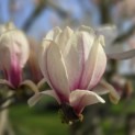 Magnolia 'Soulangeana' - Foto 3