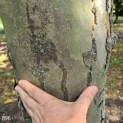 Platanus x hispanica - Afbeelding 896
