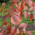 Lagerstroemia herfstkleur