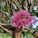 Lagerstroemia indica 'Rosea'