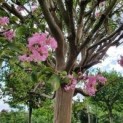 Lagerstroemia indica 'Rosea'