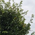 Parrotia persica 'Vanessa' - Foto 5