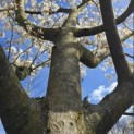 Amelanchier lamarckii - 3