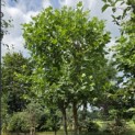 Platanus x Hispanica - Foto 1