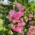  Lagerstroemia indica 'Rosea'