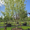 Cornus kousa 'Milky Way' - 6