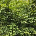 Carpinus betulus - Foto 6