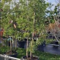 Sequoia sempervirens 'Illa Martin' - 2