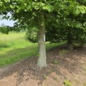 Haagbeuk - Foto 4
