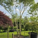 Heptacodium miconioides - Foto 2