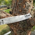 Pinus sylvestris - Foto 1