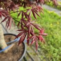 Acer palmatum 'Trompenburg' - Foto 9